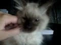 My Videos