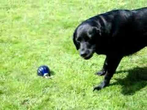My labrador dog barking and trying to attack water spray