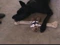 Chance Protects his Property