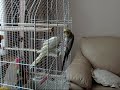Lonny de valkparkiet fluit leuke melodietjes
