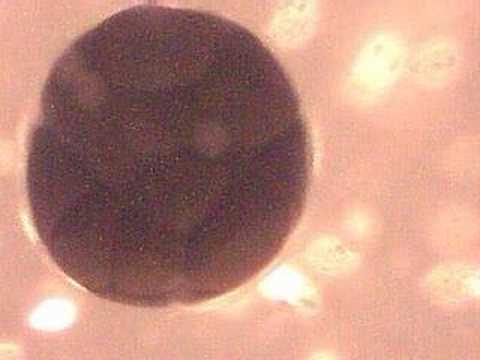 Cell Division