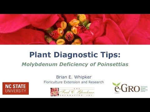 how to fertilize poinsettias