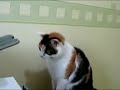 Mad Cat Attacks Fax Machine!! Mad Cat Attacks Fax Machine!!