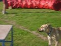 Kacey entrenamiento de agility 29/09/07