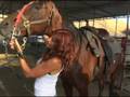 Horseback-Riding-wit