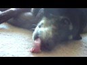 PawShow LAZY DOG PawShow LAZY DOG