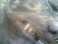 El CHUPACABRA FINALLY CAUGHT ON CAMERA!!
