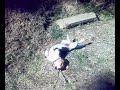 La mia cagnolina che si gratta la schiena. Buffissima!!!