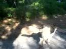 The Pack