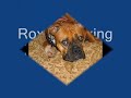Roxy www.k9command.com