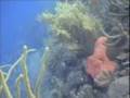 Coral Reef in Danger - Jan Thiel, Curacao - part 1