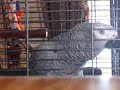 charlie wong -  talking african grey parrot