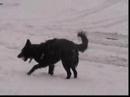Border Collie (Candy) playing in the snow Border Collie (Candy) playing in the snow