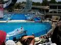 videos de Sea World 