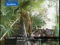 Tiger Capture by a Crowd of People