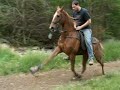 mitch smith stables- unreal filly