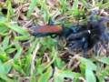 videos de Vespa carregando uma aranha