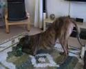 Our Greyhound's First 20 Minutes at Home