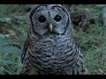 owl and mouse