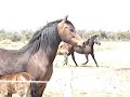 Foal and mare having fun Foal and mare having fun