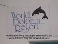 Each year thousands of dolphins are slaughtered in a small town called Taiji on the west coast of Japan (mostly unknown to the majority of japanese public). The meat is fed to the community despite being so heavily contaminated with mercury, almost toxic waste!! Help stop the dolphin slaughter and expose the brutality here.