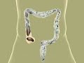 Colonic Animation