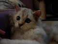 070712 Chinchilla cat