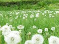 Spring glamour _ Album Aromatherapy Green Apple _ Nice music for relaxing