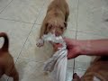 FILHOTES DE PIT BULL BEBES BRINCANDO COM PANO 7021