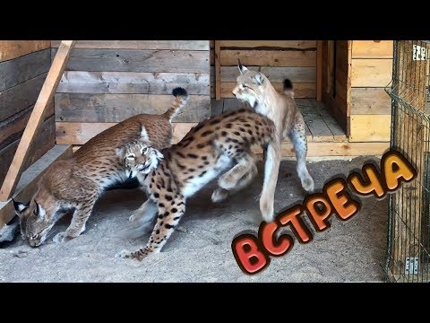 The meeting of the lynxes