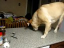 Lucie cleaning kitchen counter