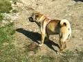 Shar Pei Mum (Tia) and Dad (Kye) meet mum and dad