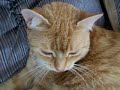 Cute Lazy Cat