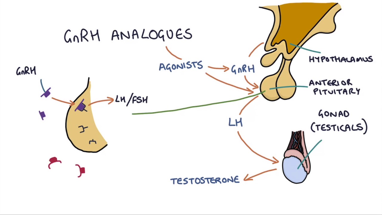 How do GnRH analogues work? Zoladex, Prostap and other GnRH analogues