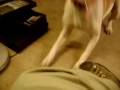 Wound up dog