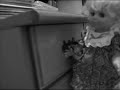 The Escape Of The Doll - Tarja Turunen