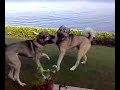 Kurdish Kangal Vs.Kurdish Kangal Dog Fight (New)
