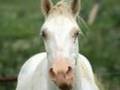 videos de horses
