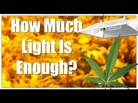 how to provide enough light for indoor plants