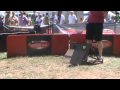 Showing the Boxloaders job in Flyball St George Vipers:YouTube������=0��