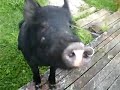 Wild Boar Twix