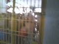 PRESOS COMEMORAM FIM DA GREVE DOS AGENTES PENITENCIÁRIOS/AL.