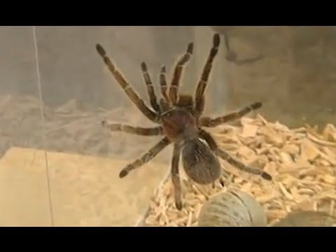 Creepy Crawly