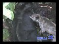 Hog Hunt