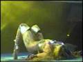 Dance In Australia
