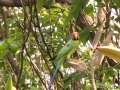 Plum headed parakeets ( Psittacula Cyanocephala ) at Chacha Nehru Park Masab tank, Hyderabad