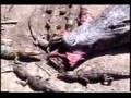 Crocodile feeding her young