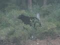 Encounter Black Bears in Banff National Park