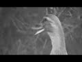 FUCK A DUCK .mp4