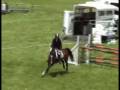 videos de Whittaker MVNZ 6 yr old class winner